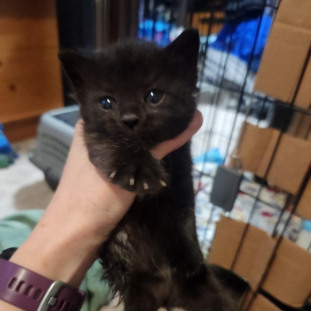 Flower, a Adoptable Domestic Short Hair in Oak Grove, MN image 2/4
