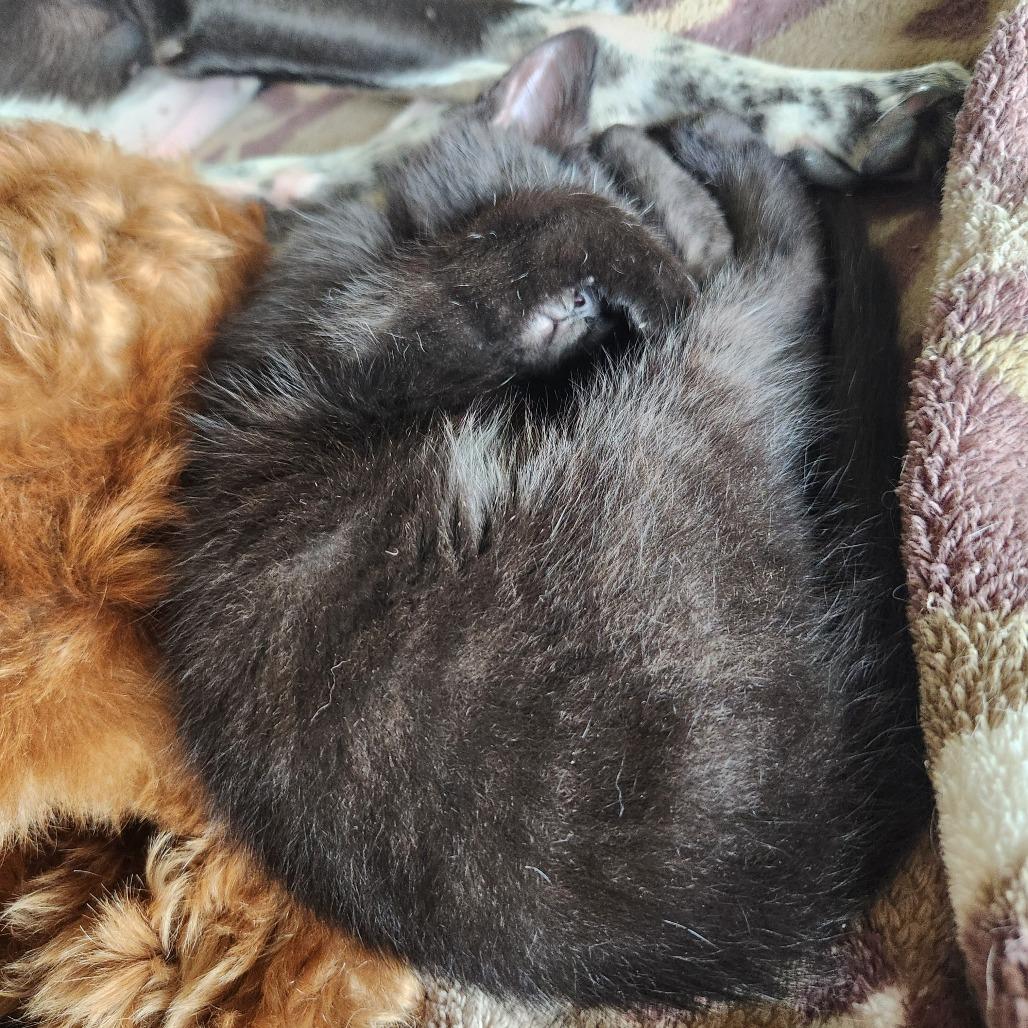 Flower, a Adoptable Domestic Short Hair in Oak Grove, MN image 3/4