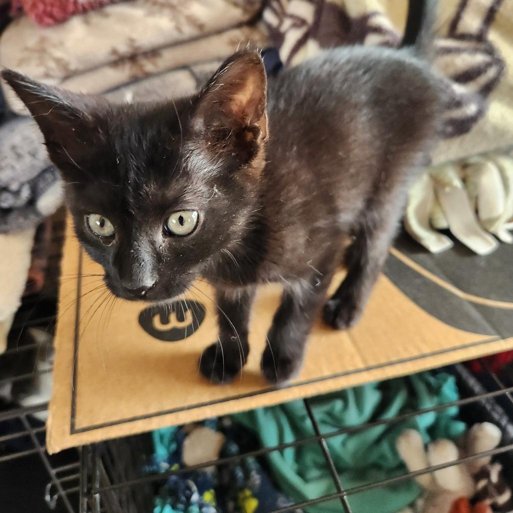 Flower, a Adoptable Domestic Short Hair in Oak Grove, MN image 4/4