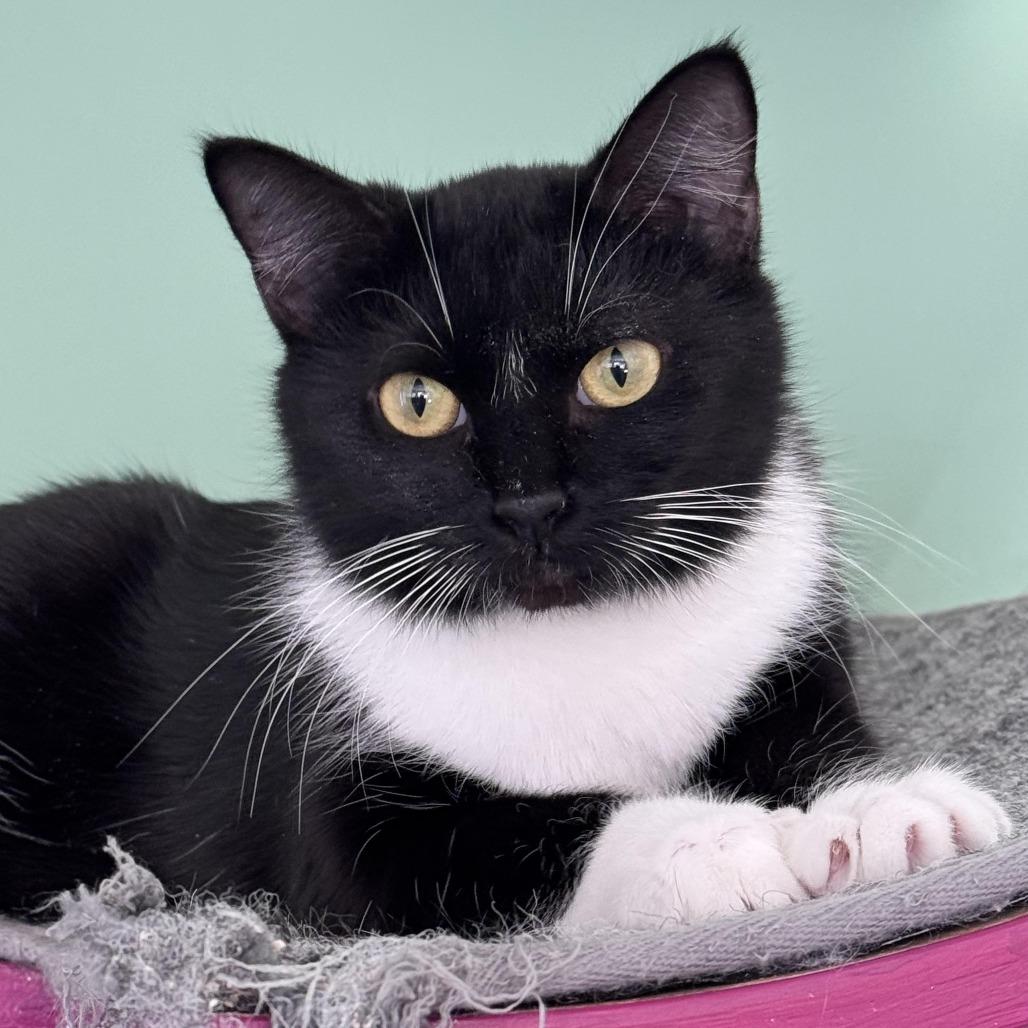 Matcha, Adoptable, Adult Female Domestic Short Hair.