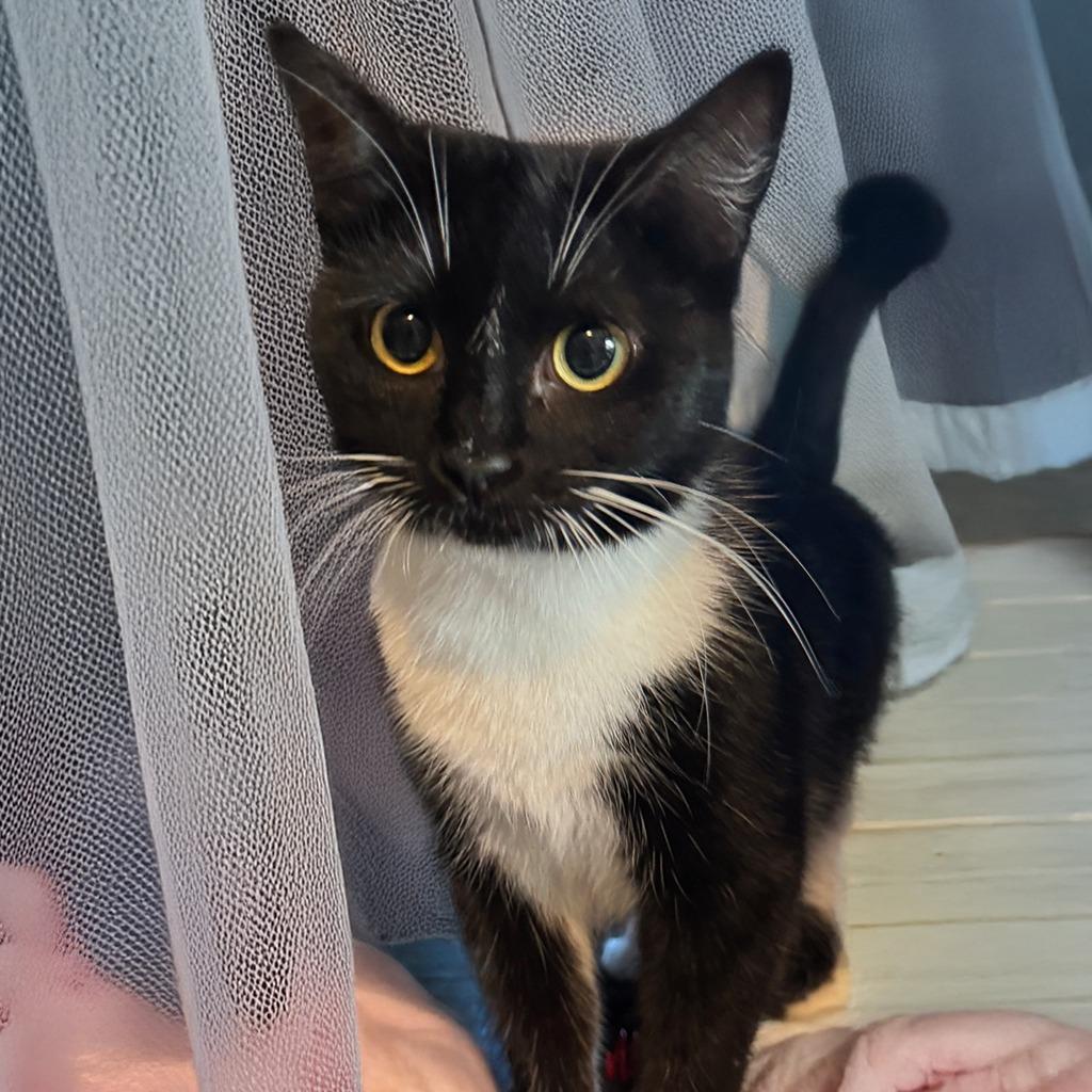 Matcha, Adoptable, Adult Female Domestic Short Hair.