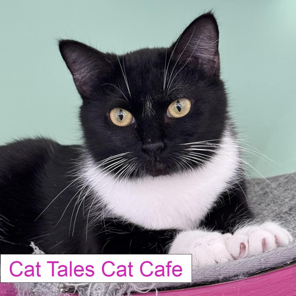 Matcha, a Adoptable Domestic Short Hair in Chapel Hill, NC image 4/4