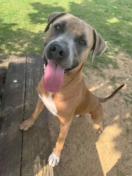 Dandaman, Adoptable, Adult Male Mixed Breed & Mixed Breed.