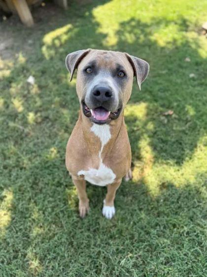 Dandaman, Adoptable, Adult Male Mixed Breed & Mixed Breed.