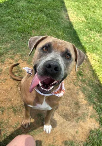 Dandaman, a Adoptable Mixed Breed in Memphis, TN image 3/3