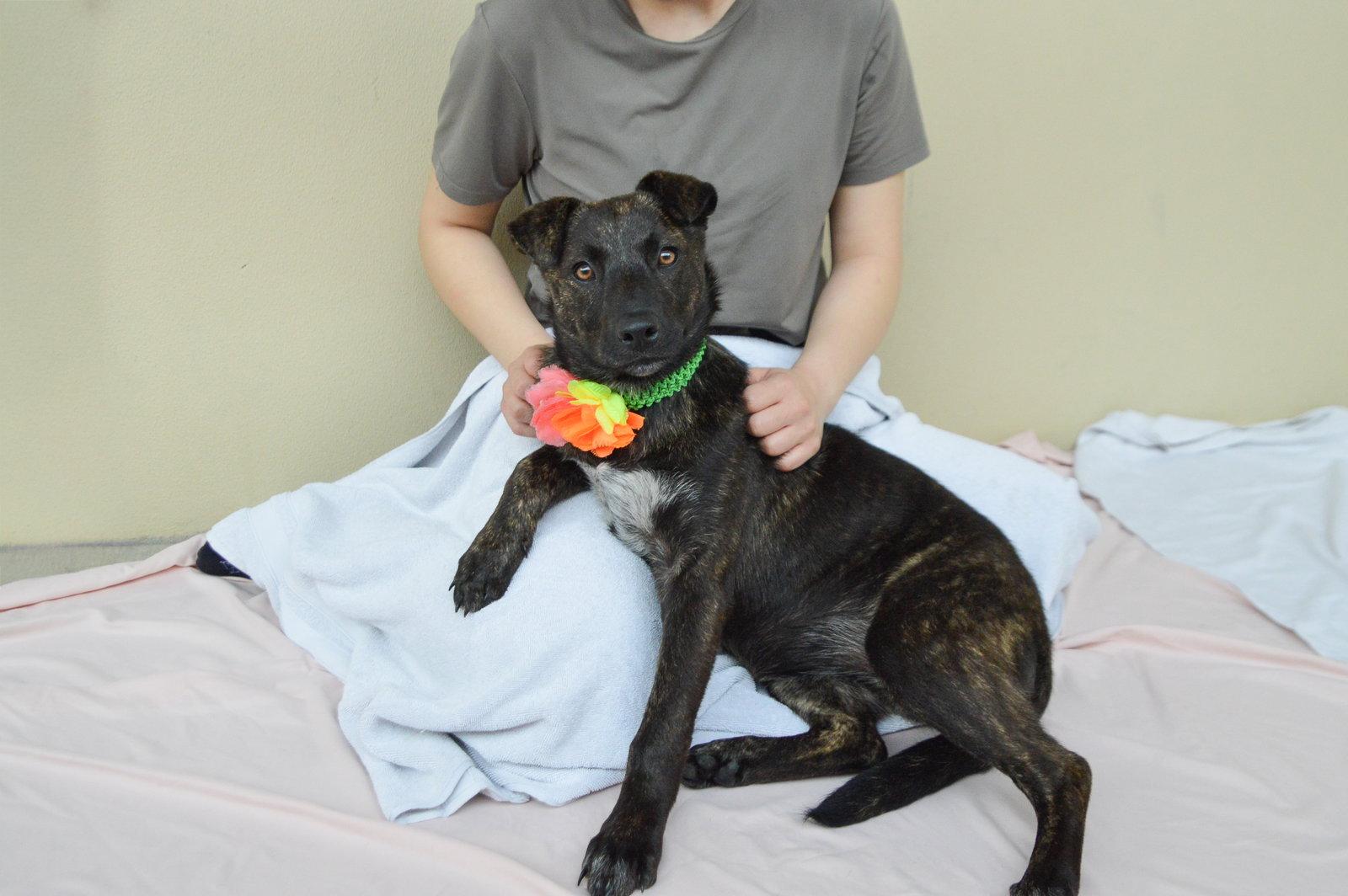 Enlarge Genesis, a Adopted Shepherd in McKinney, TX image 1/3