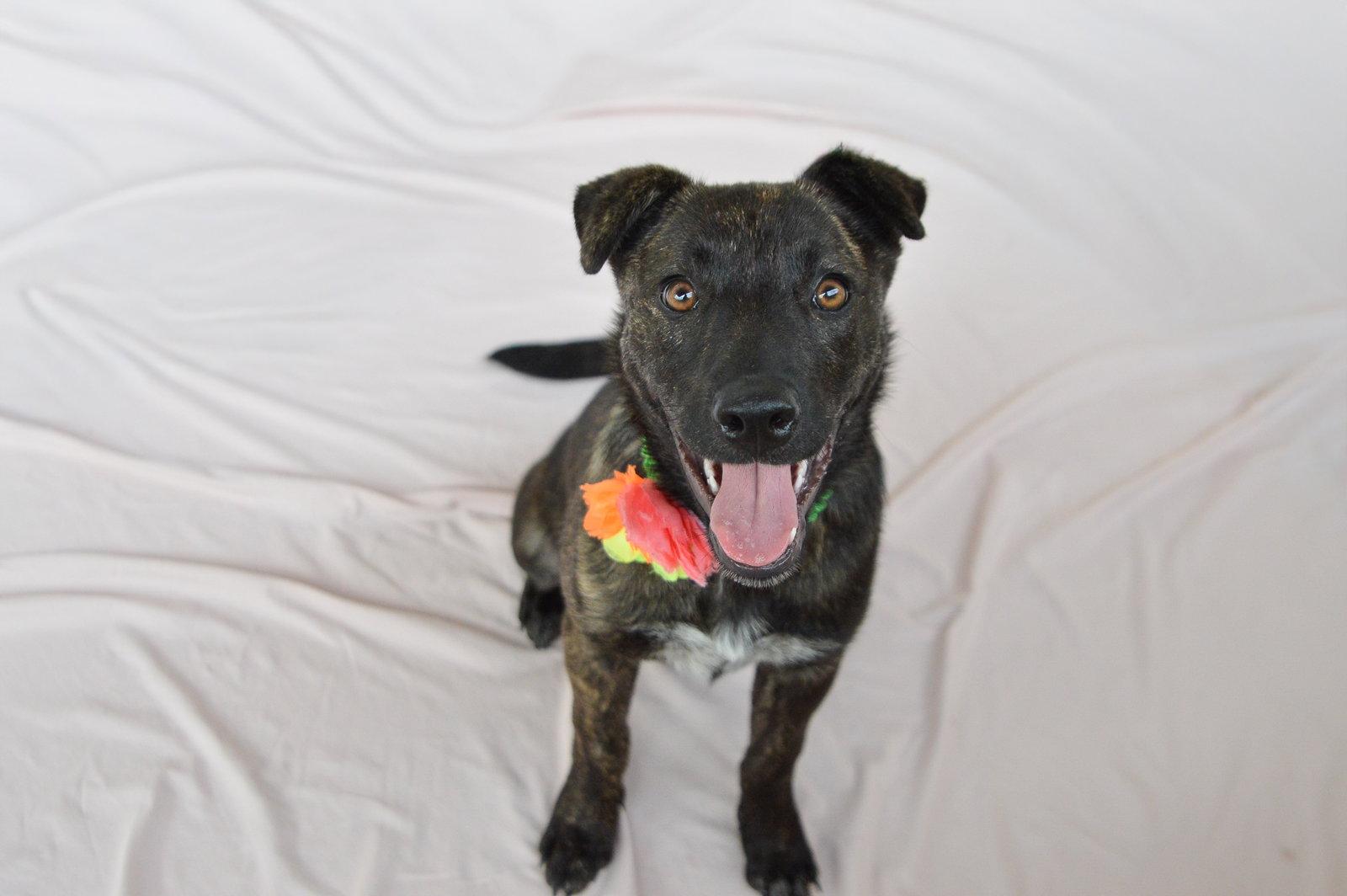 Enlarge Genesis, a Adopted Shepherd in McKinney, TX image 2/3