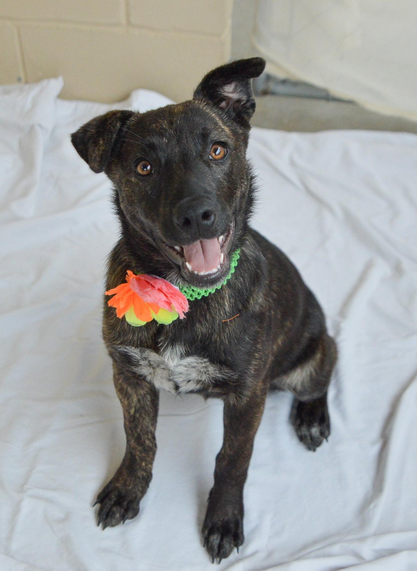 Enlarge Genesis, a Adopted Shepherd in McKinney, TX image 3/3