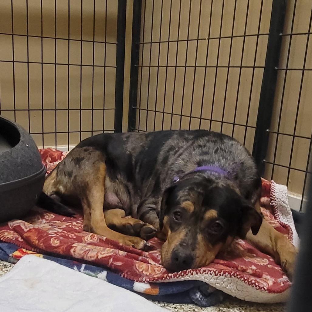 Marie, Adoptable, Adult Female Catahoula Leopard Dog & Mixed Breed.