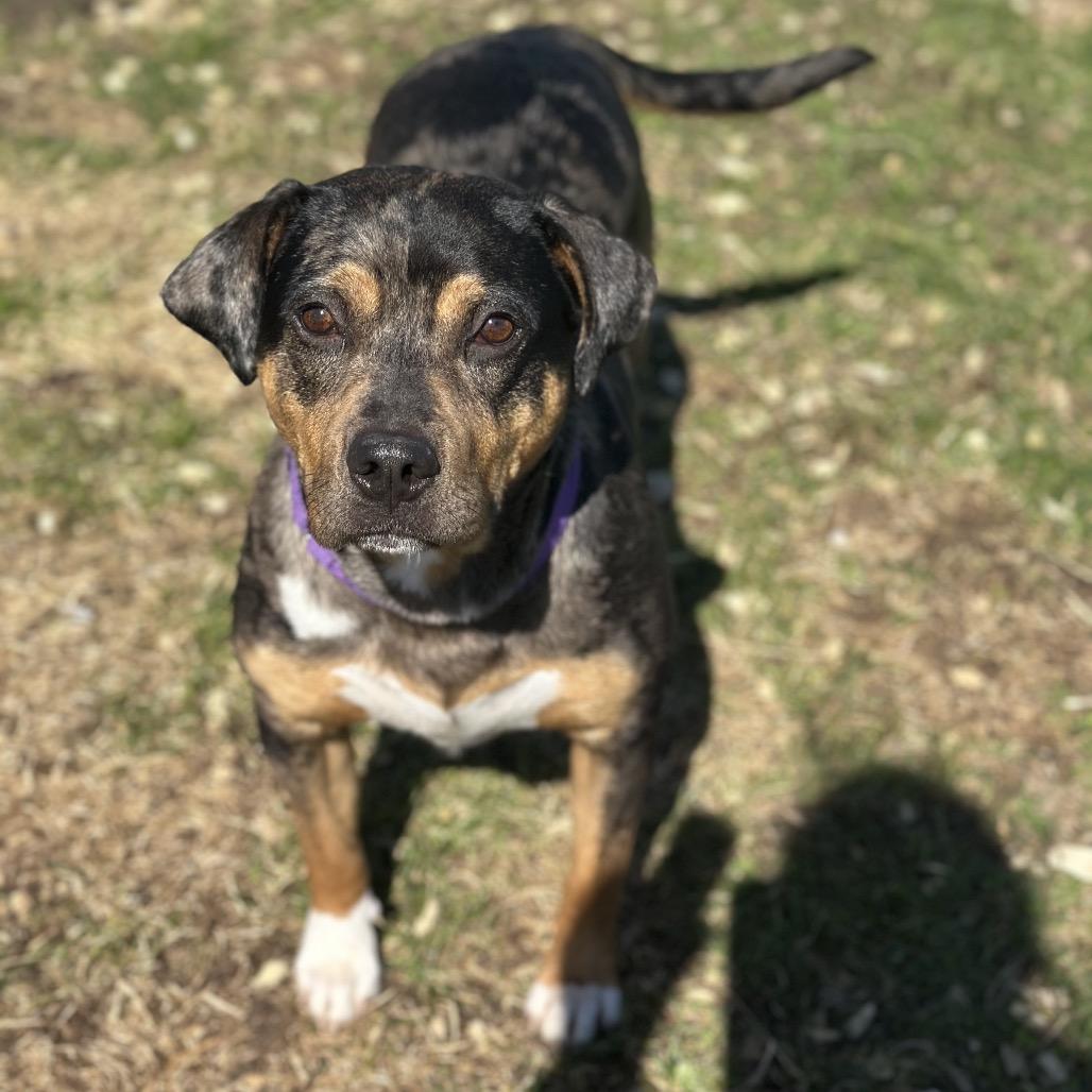 Enlarge Marie, a Adoptable mixed breed in Tipton, IN image 2/6