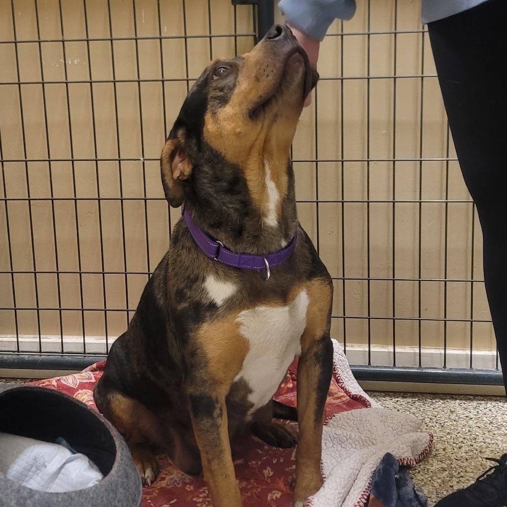 Enlarge Marie, a Adoptable mixed breed in Tipton, IN image 3/6