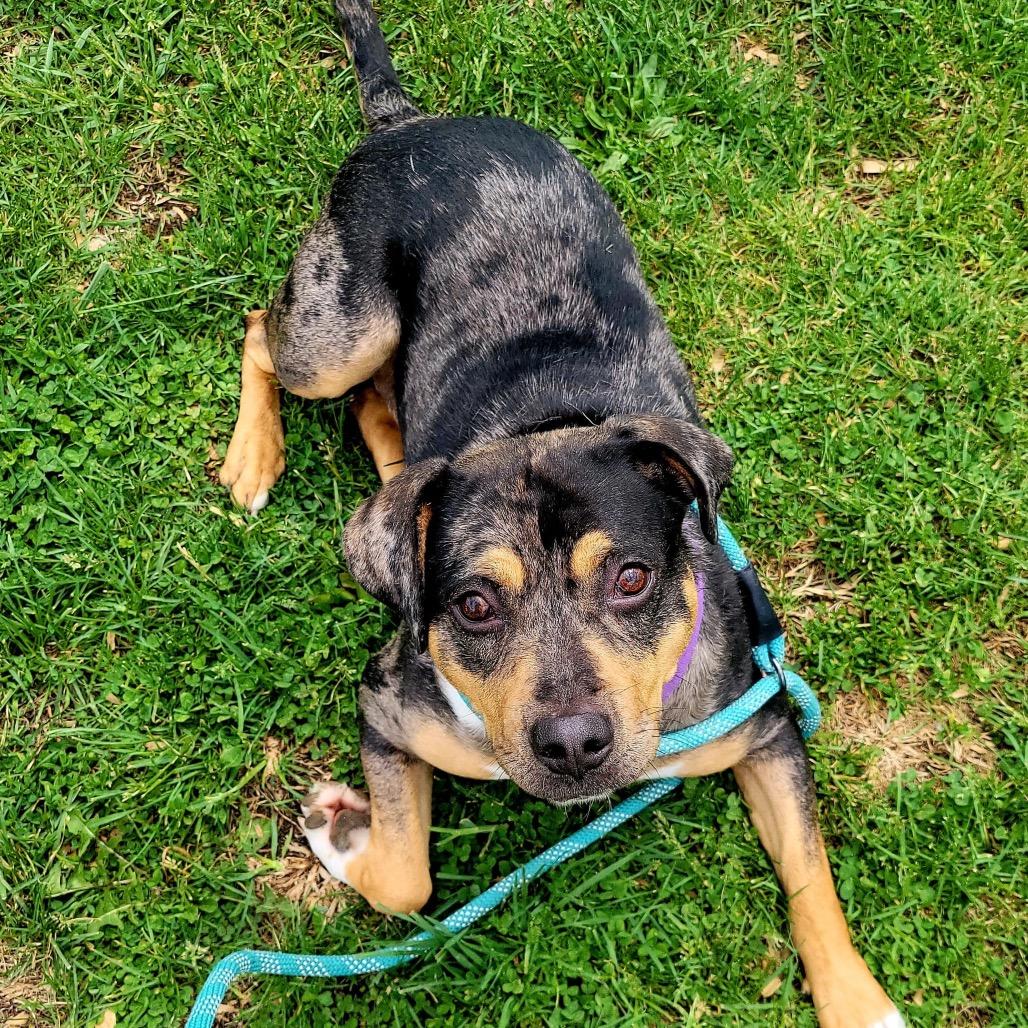 Enlarge Marie, a Adoptable mixed breed in Tipton, IN image 3/6