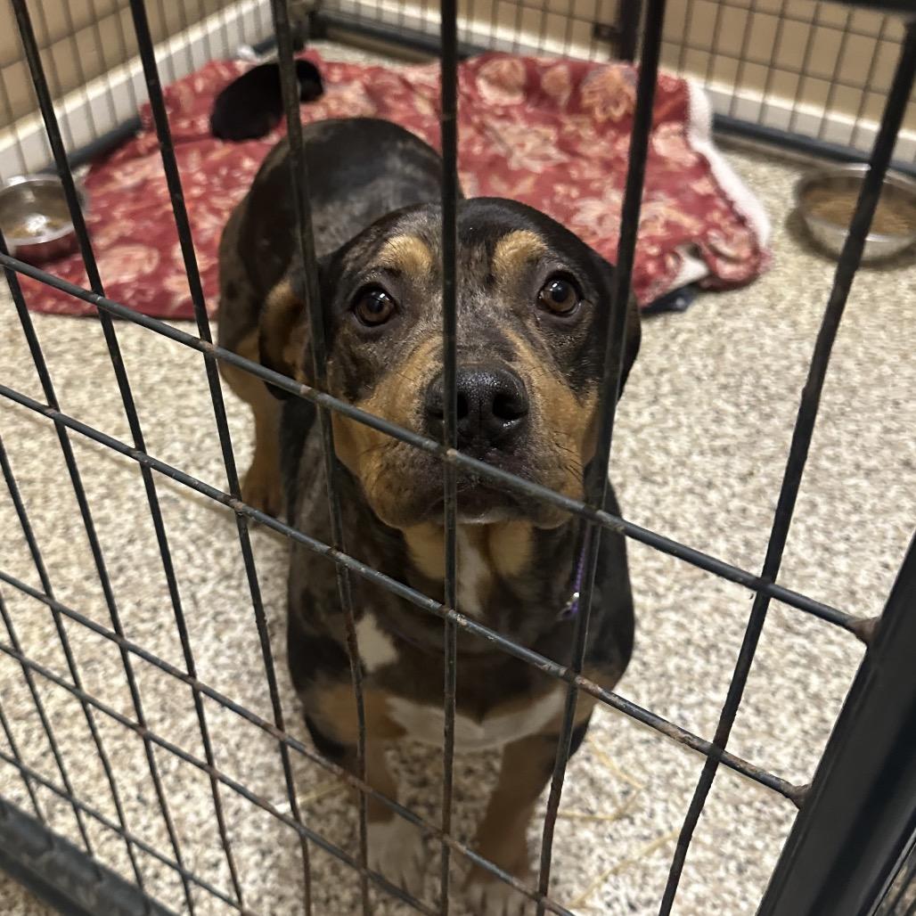 Enlarge Marie, a Adoptable mixed breed in Tipton, IN image 4/6