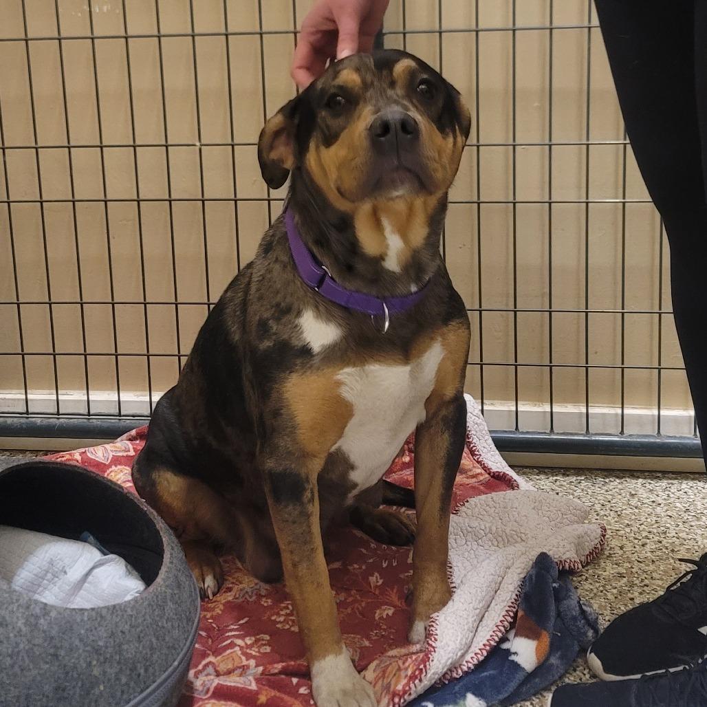 Enlarge Marie, a Adoptable mixed breed in Tipton, IN image 5/6