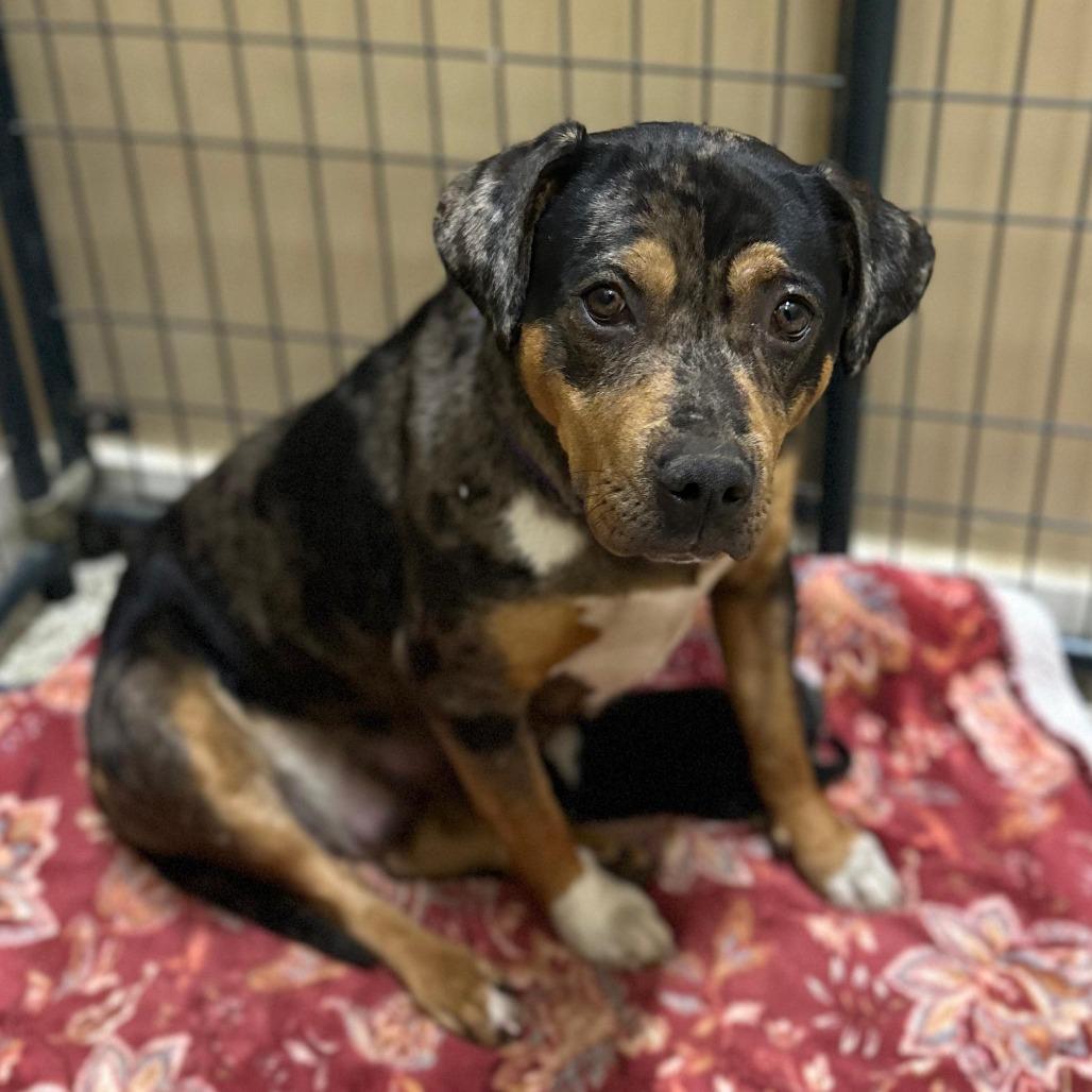 Enlarge Marie, a Adoptable mixed breed in Tipton, IN image 6/6