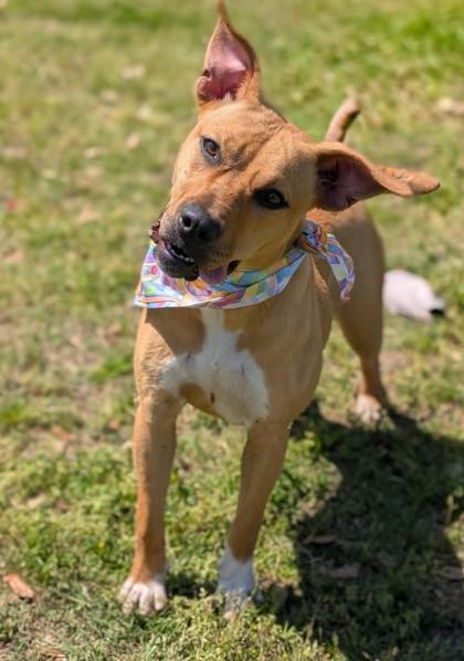 Harvest, Adoptable, Adult Female Mixed Breed & Mixed Breed.