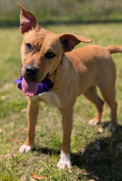 Enlarge Harvest, a Adoptable mixed breed in Gulfport, MS image 2/3