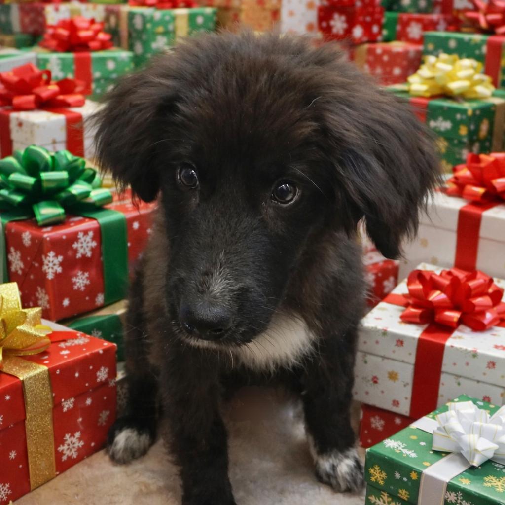 Enlarge Comet, a ADOPTABLE mixed breed in Susanville, CA image 1/1