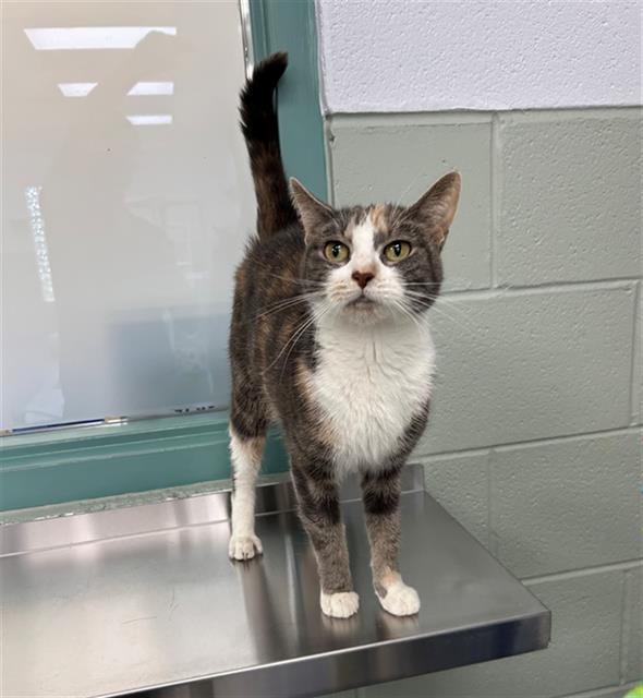 Enlarge SUNFLOWER, a Adoptable Domestic Short Hair in Geneva, IL image 1/1