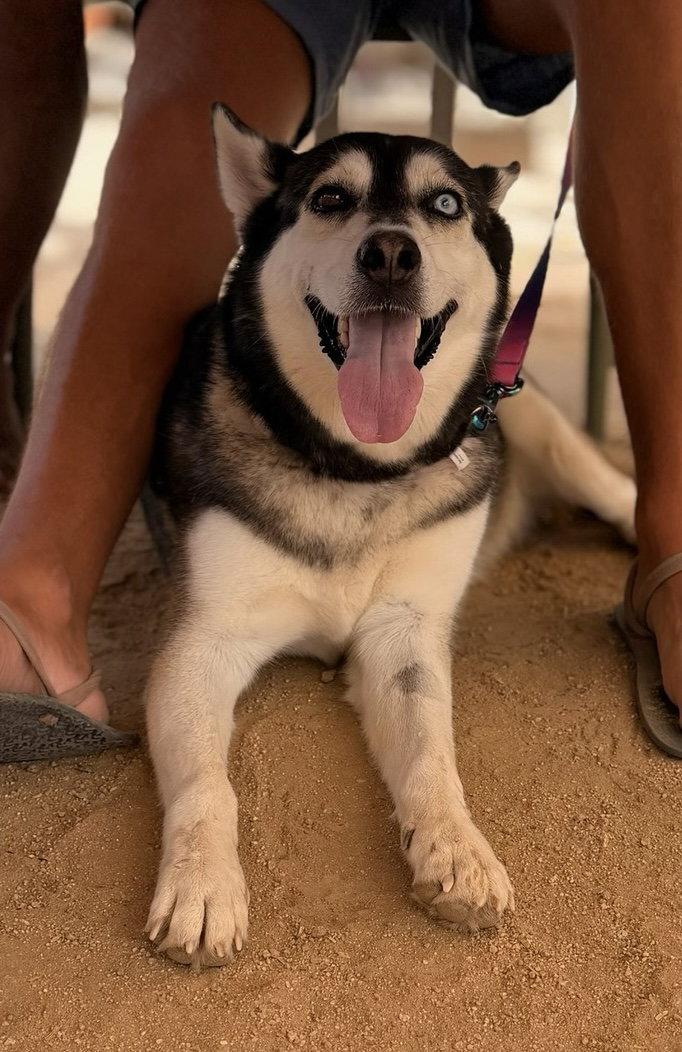 Skye, Adoptable, Adult Female Husky.