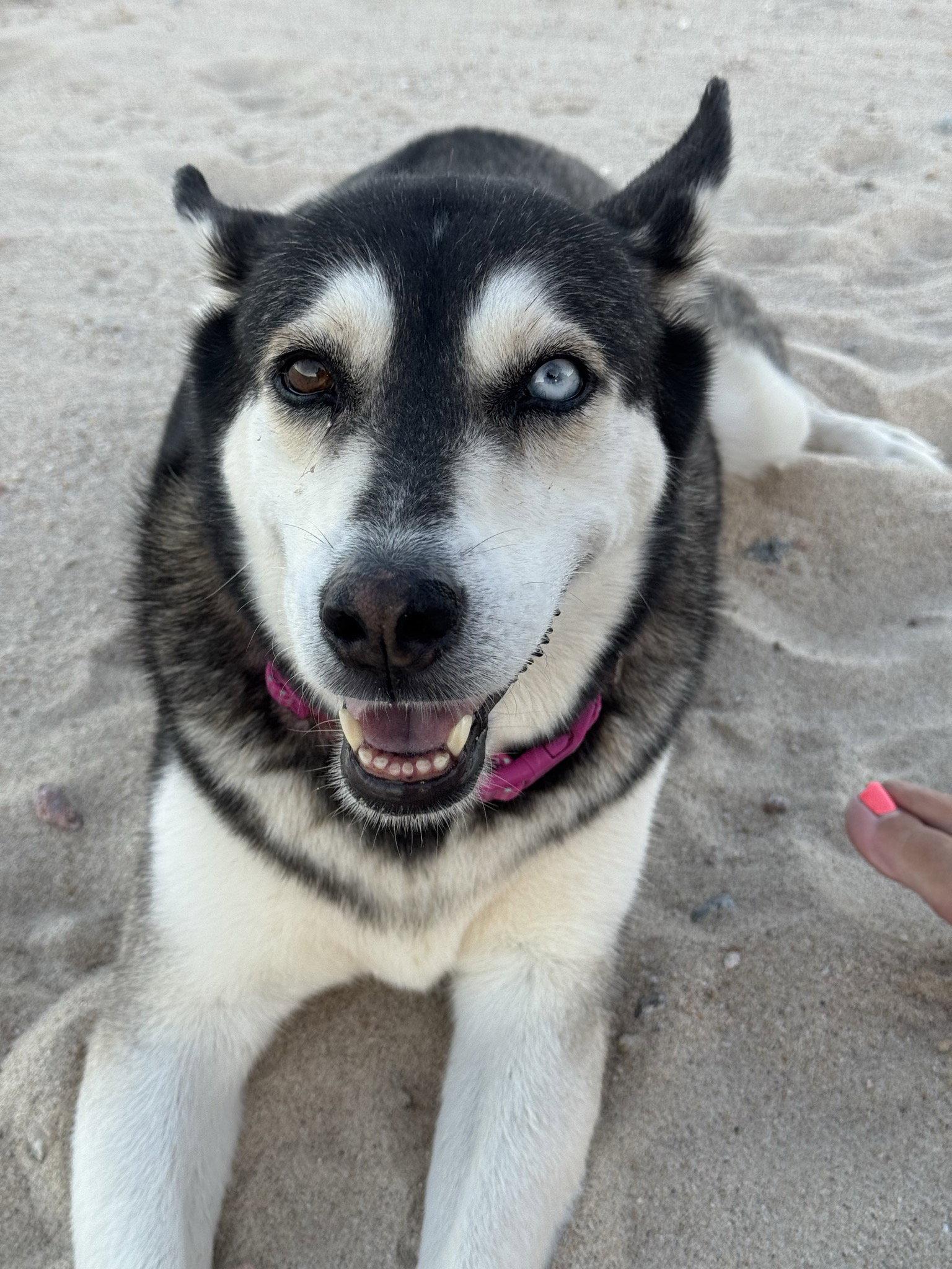 Enlarge Skye, a Adoptable Husky in Anchorage, AK image 3/3