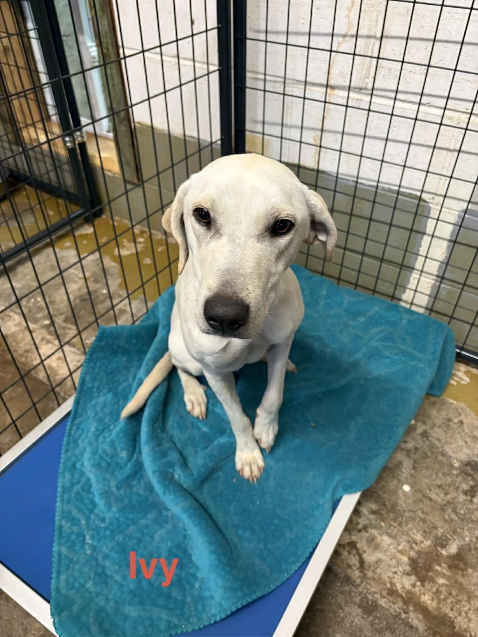 Enlarge Ivy, an adopted mixed breed in Zimmerman, MN image 1/1