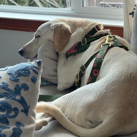 Enlarge Ivy, an adopted mixed breed in Zimmerman, MN image 4/5