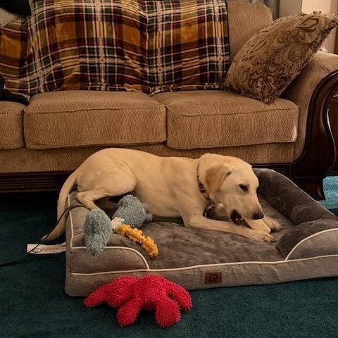 Enlarge Ivy, an adopted mixed breed in Zimmerman, MN image 3/5