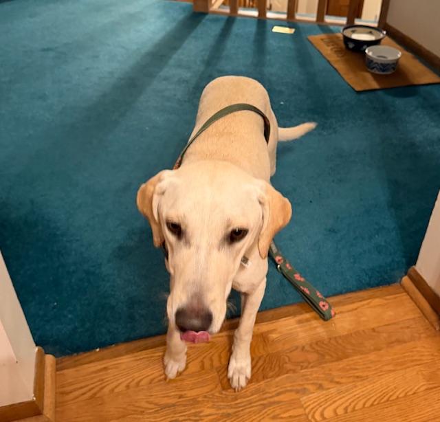 Enlarge Ivy, an adopted mixed breed in Zimmerman, MN image 5/5