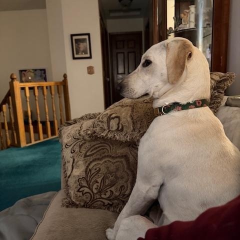 Enlarge Ivy, an adopted mixed breed in Zimmerman, MN image 1/5