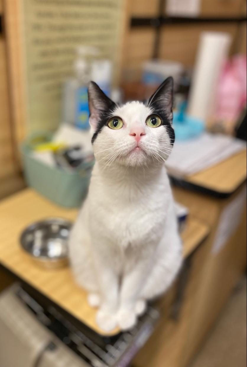 Lainey, Adoptable, Adult Female Domestic Short Hair.