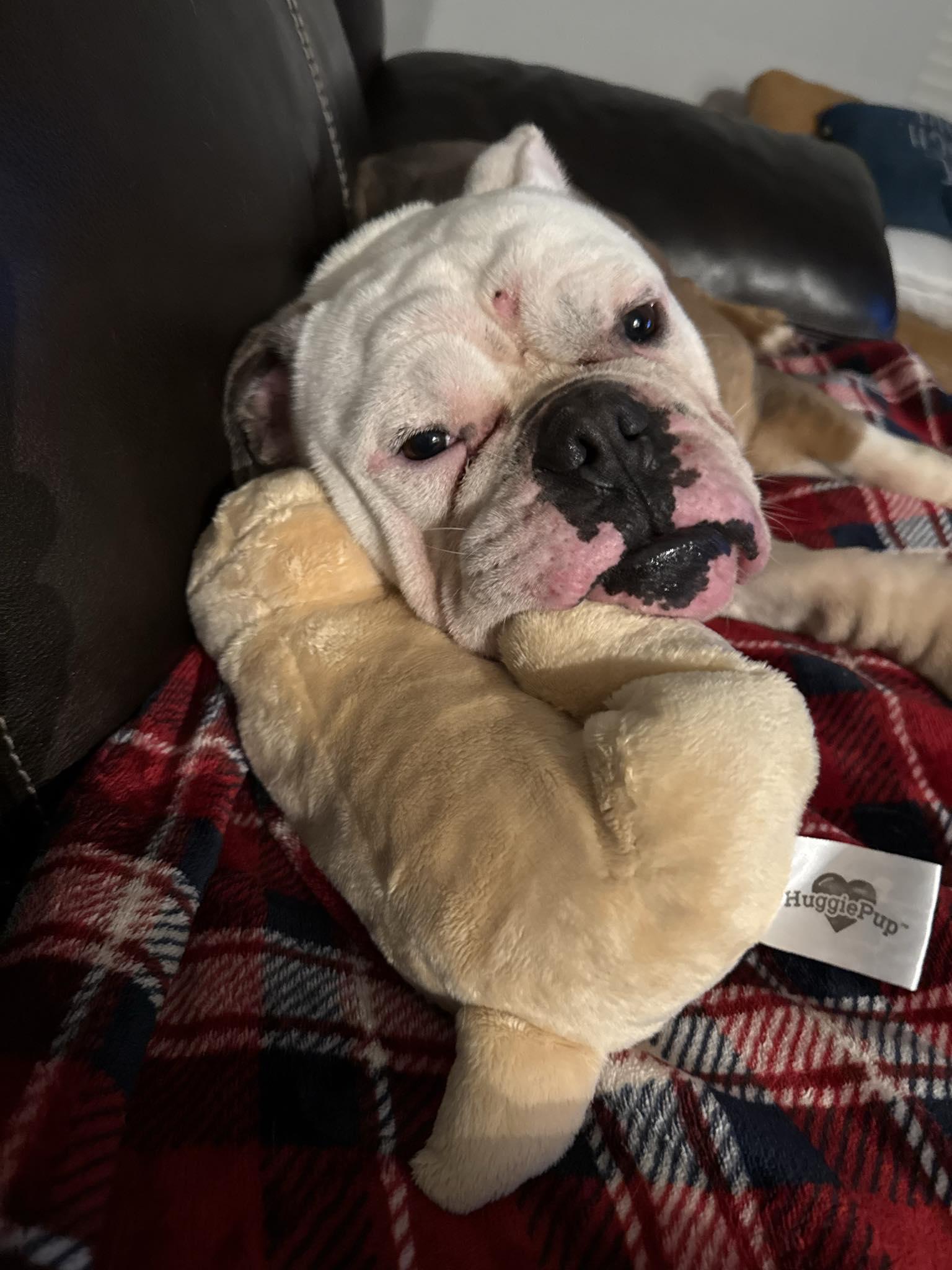 Harlem, ADOPTABLE, Adult Male Bulldog.