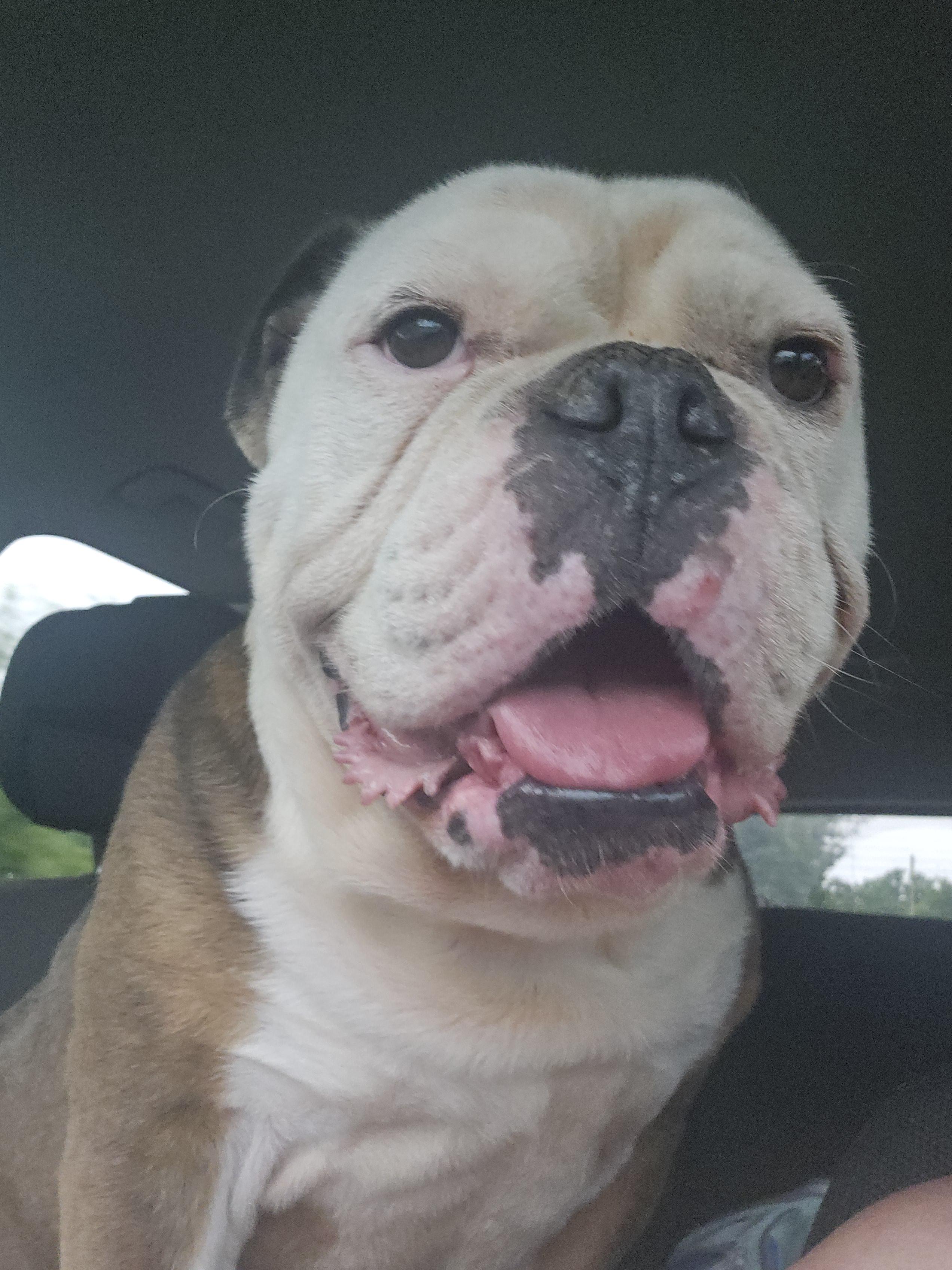 Enlarge Harlem, a ADOPTABLE mixed breed in Antioch, TN image 5/5