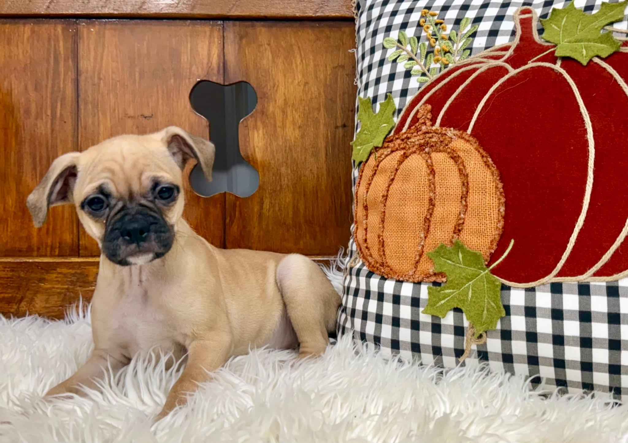 Savannah, Adoptable, Puppy Female Puggle.