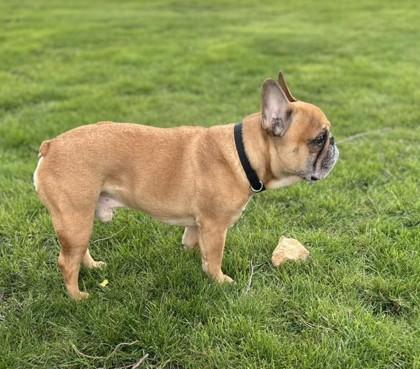 Enlarge REMINGTON STEELE (AND PENELOPE PIP), an adopted French Bulldog in Bonney Lake, WA image 2/3