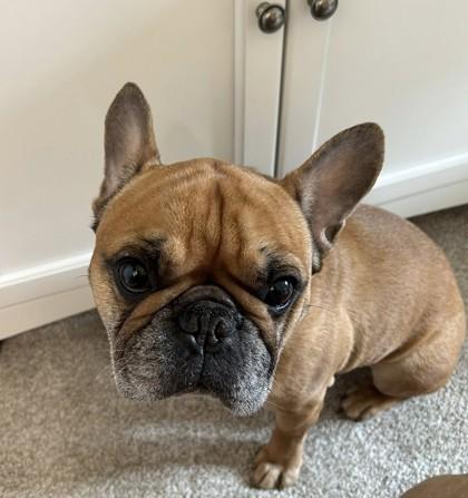 Enlarge REMINGTON STEELE (AND PENELOPE PIP), an adopted French Bulldog in Bonney Lake, WA image 3/3