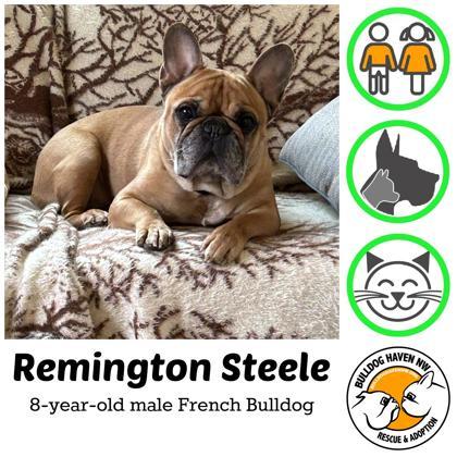 REMINGTON STEELE (AND PENELOPE PIP), adopted, Adult Male French Bulldog.