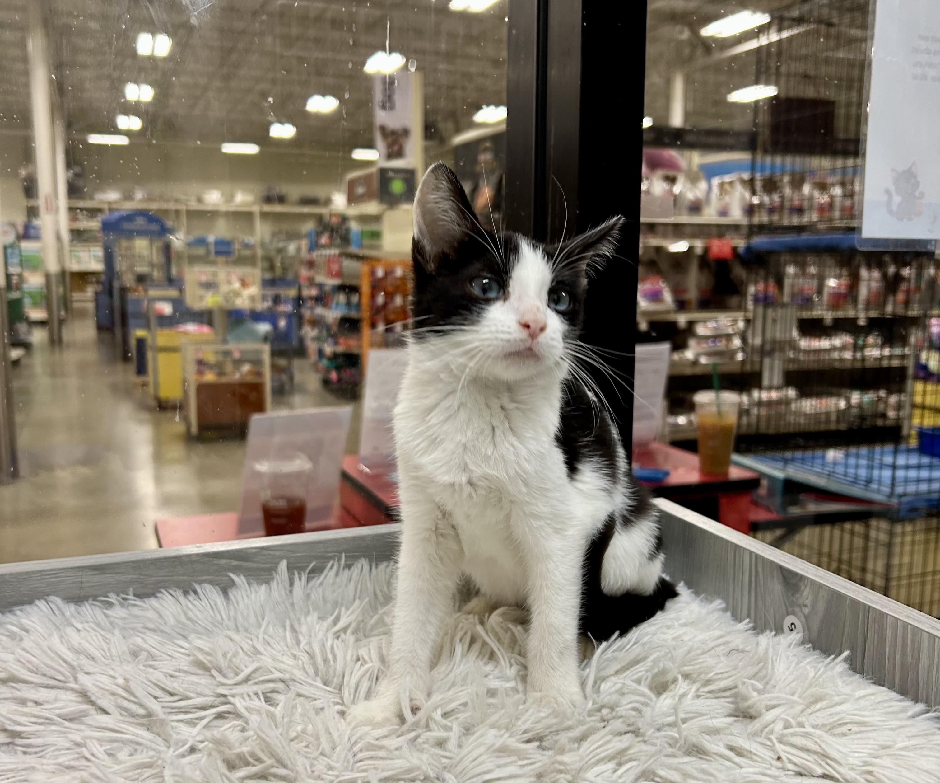 Onyx Sky ~ Ojos Azule