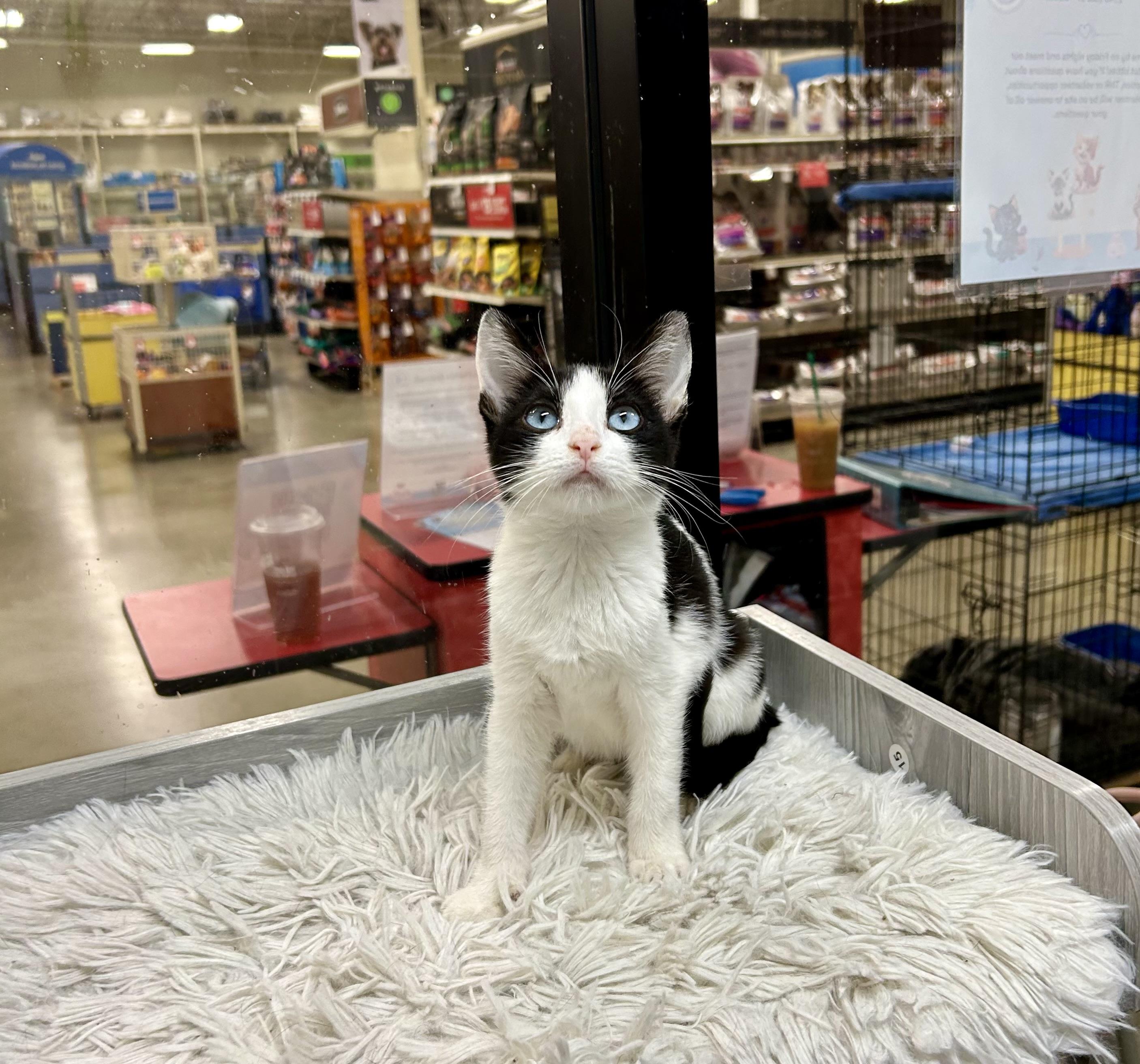 Onyx Sky ~ Ojos Azule