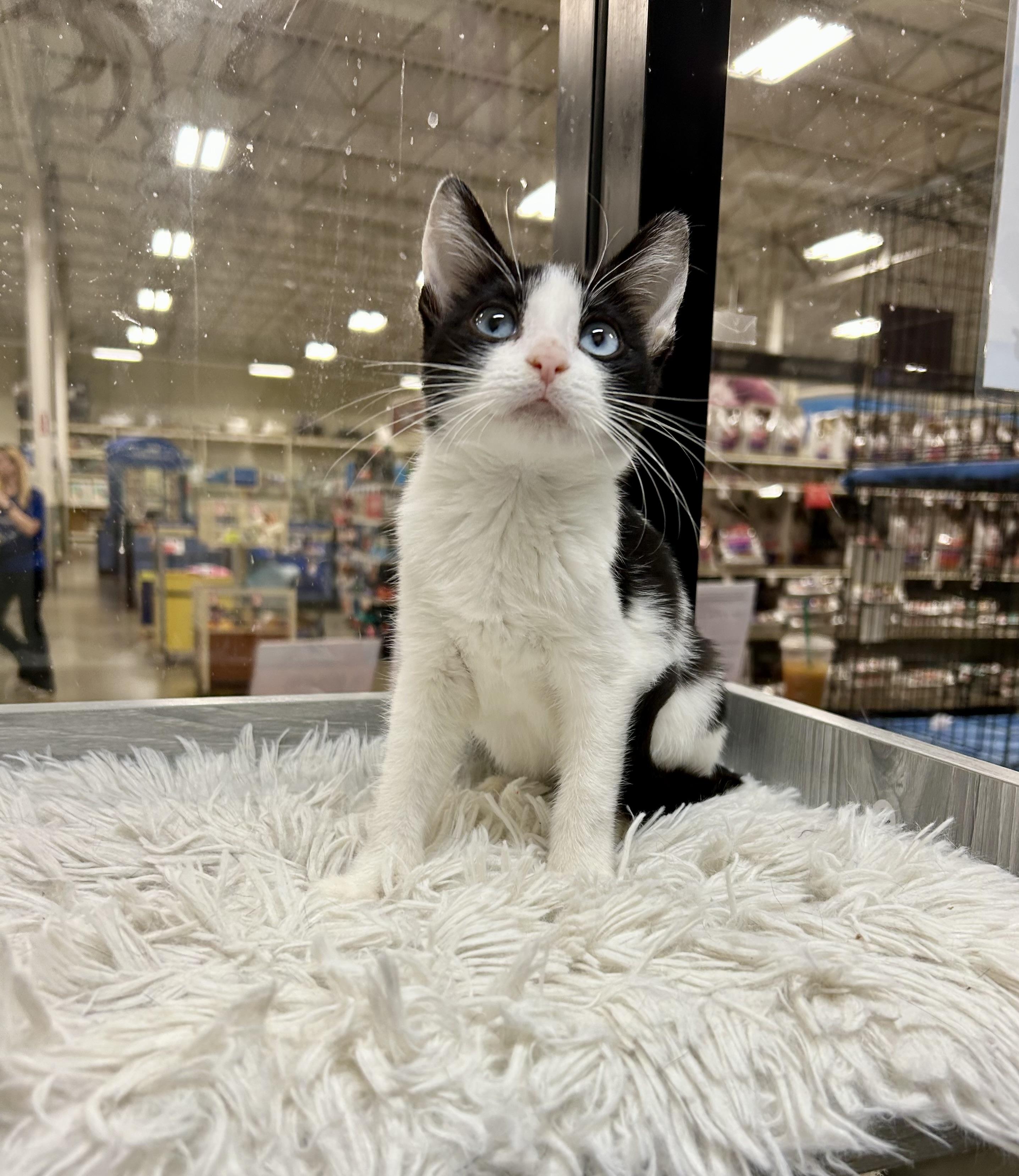 Onyx Sky ~ Ojos Azule