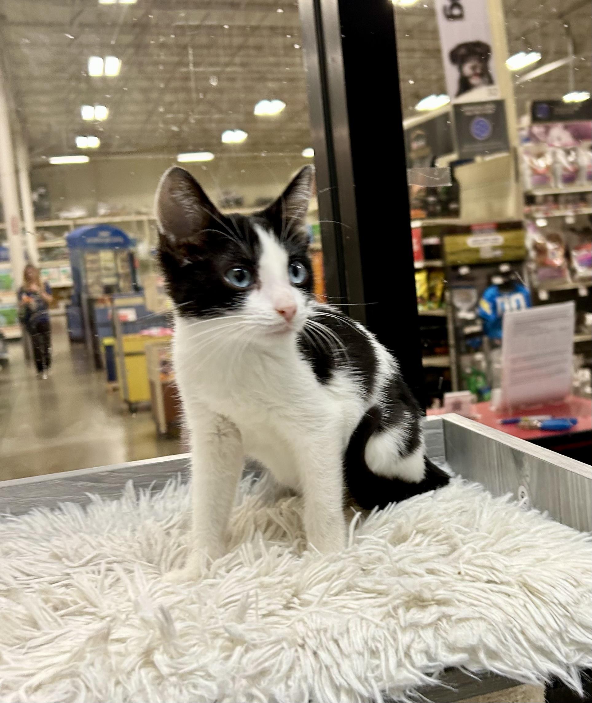 Onyx Sky ~ Ojos Azule