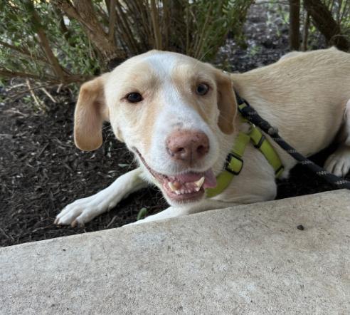 Bagel, Adoptable, Young Female Labrador Retriever.