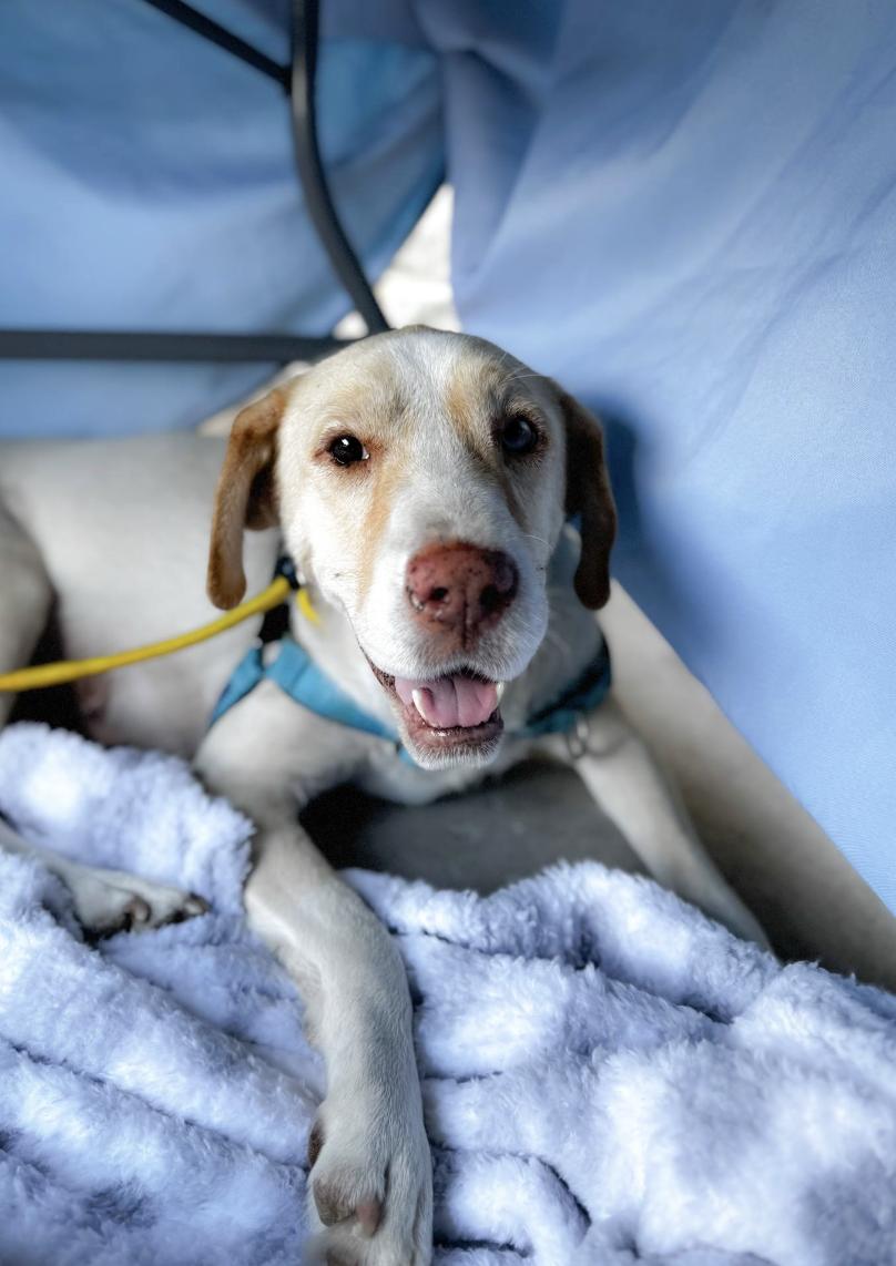 Bagel, a Adoptable mixed breed in Boston, MA image 2/5