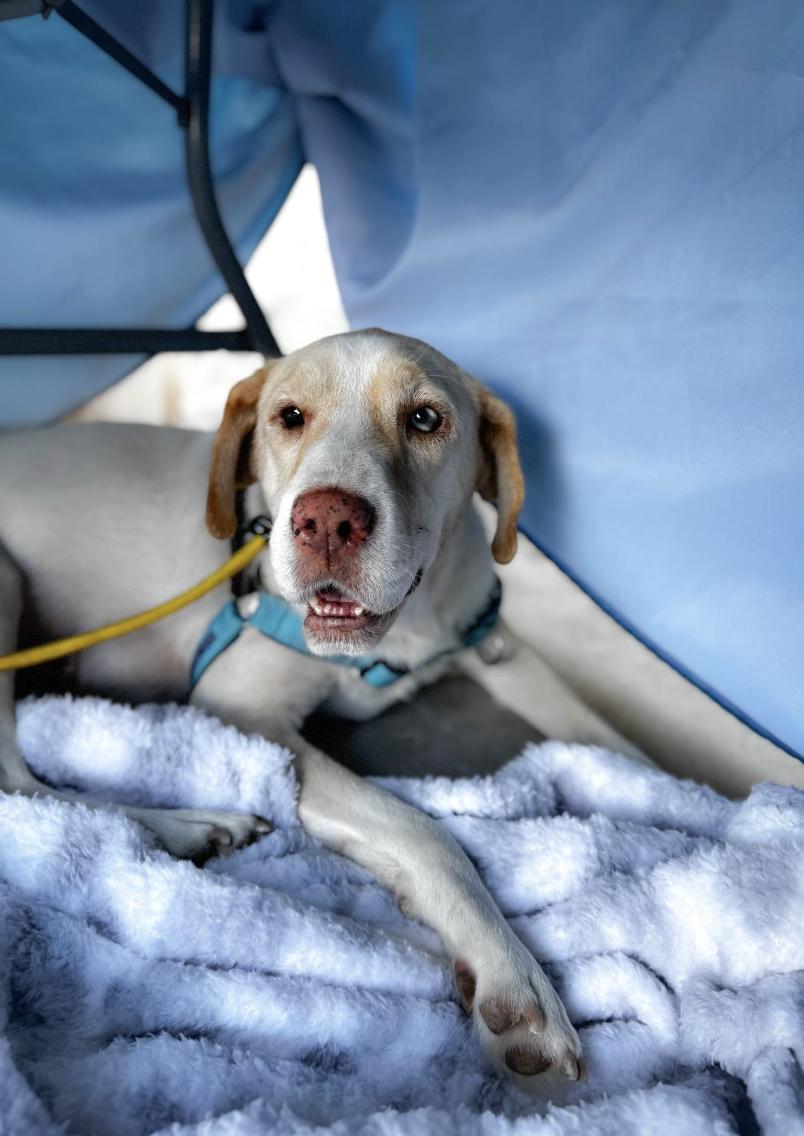 Bagel, a Adoptable mixed breed in Boston, MA image 3/5