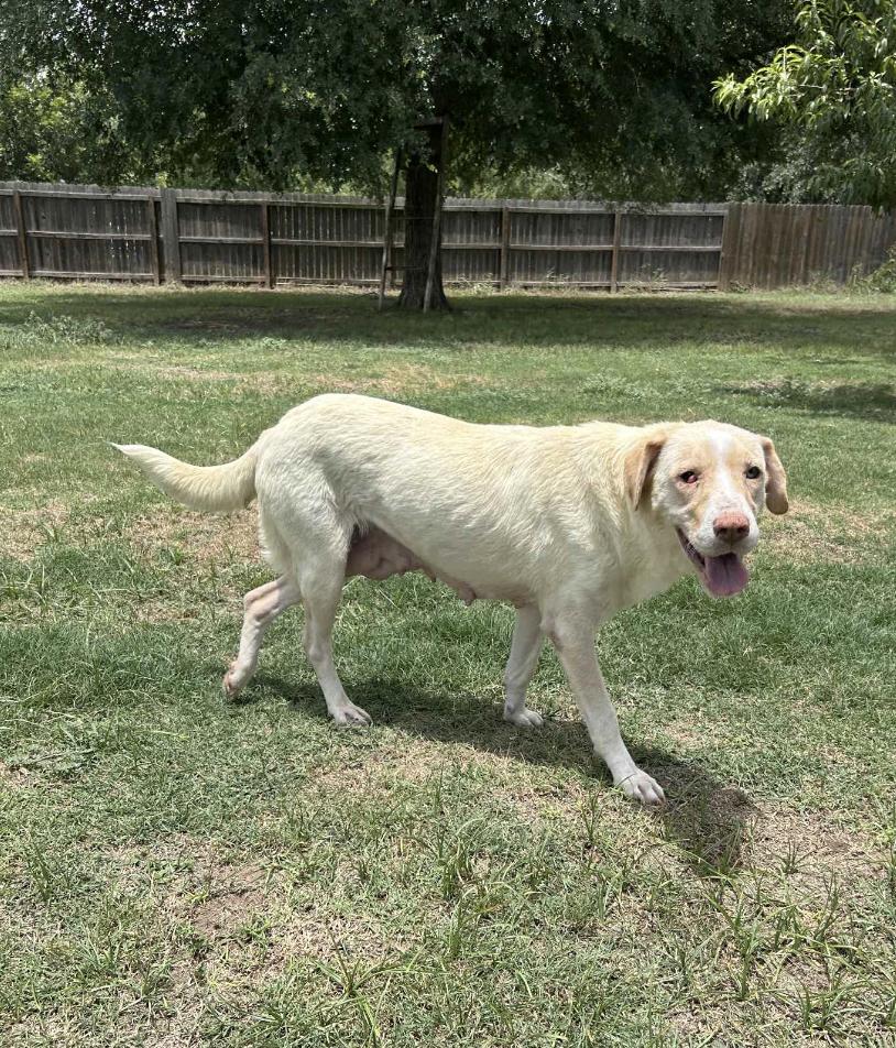 Bagel, a Adoptable mixed breed in Boston, MA image 4/5