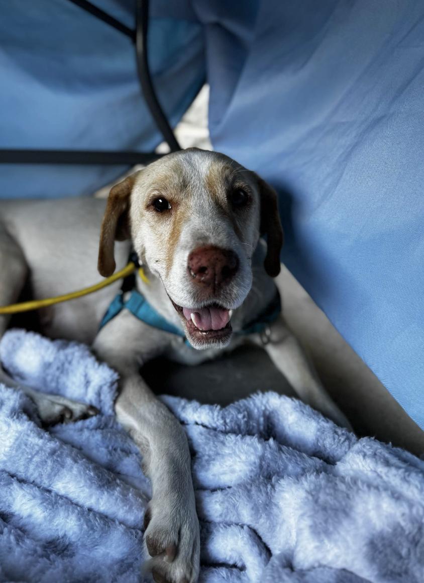 Bagel, a Adoptable mixed breed in Boston, MA image 5/5