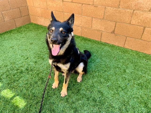 GUSTIN, Adoptable, Adult Male German Shepherd Dog & Mixed Breed.