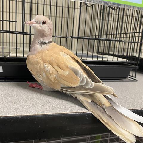 Ben, Adoptable, Adult Male Dove.