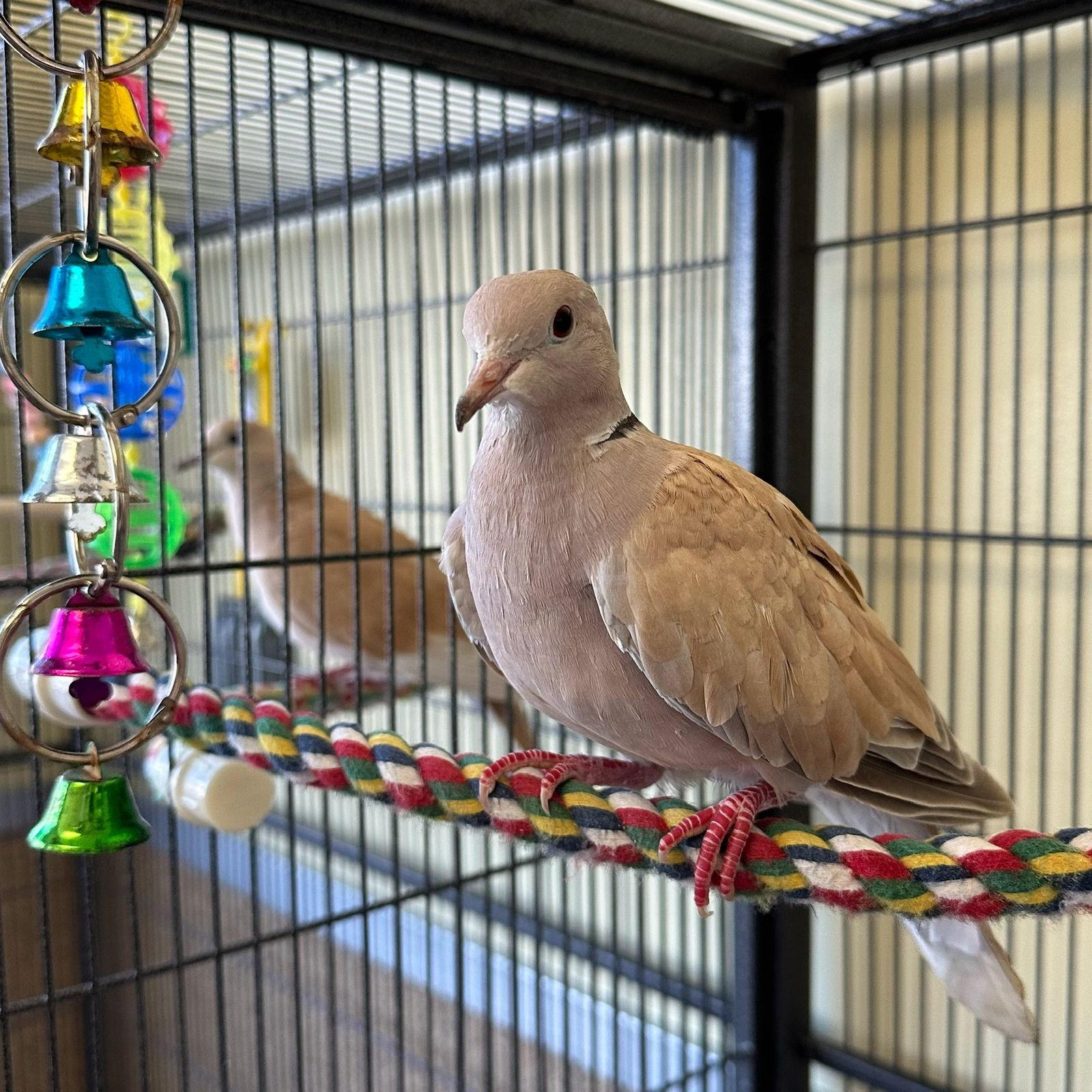 Enlarge Ben, a Adoptable Dove in Burlingame, CA image 2/3