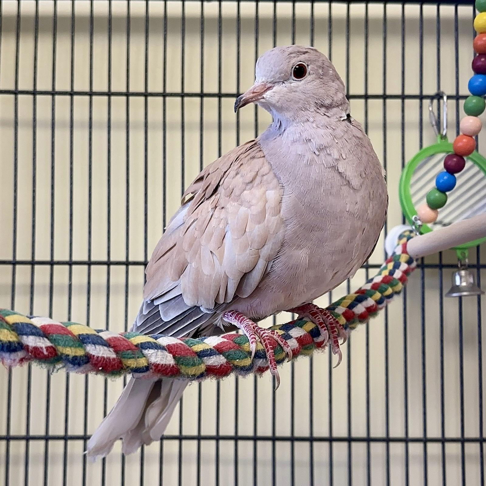 Enlarge Ben, a Adoptable Dove in Burlingame, CA image 3/3